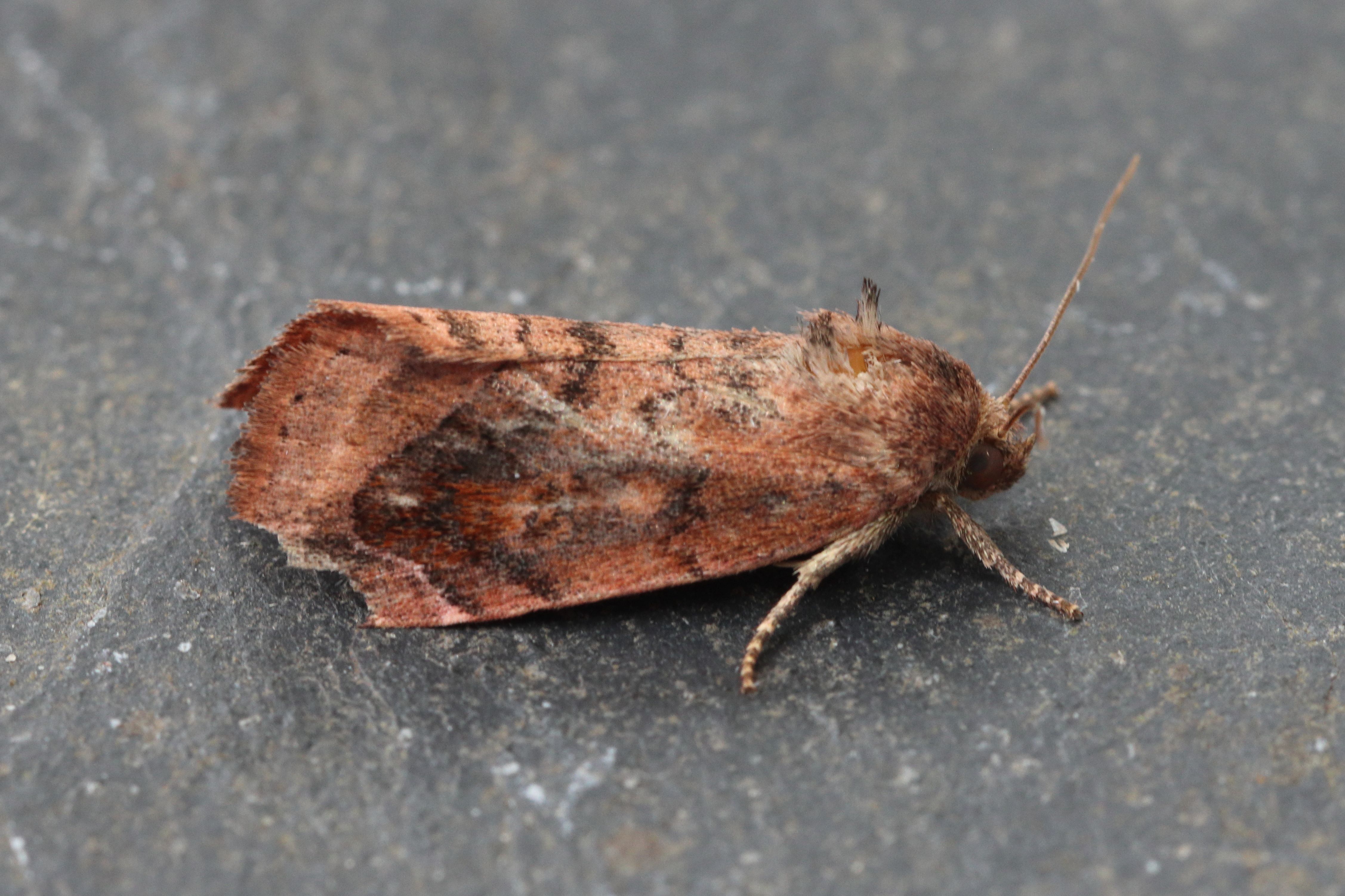Photo of Lunar-spotted Pinion (Cosmia pyralina)